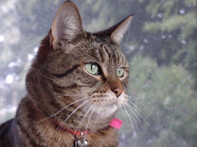 File:Grey striped cat.jpg