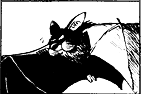 Calvin the Bat