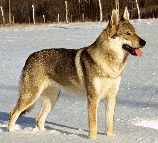 File:Czechwolfdog.jpg