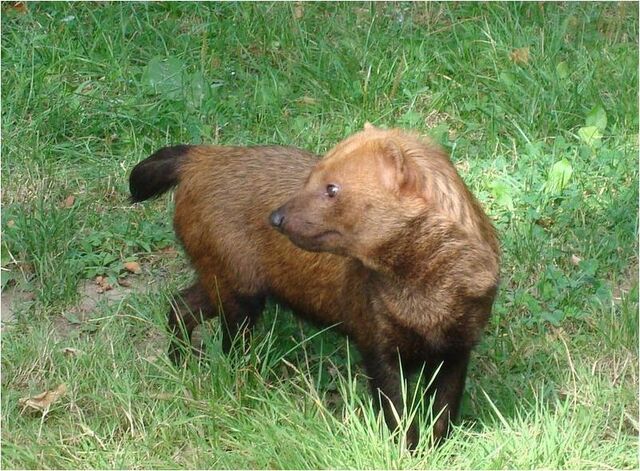 File:Caninefreeusebushdog.jpg