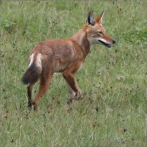 File:Caninefreeuseethiopianwolf.jpg