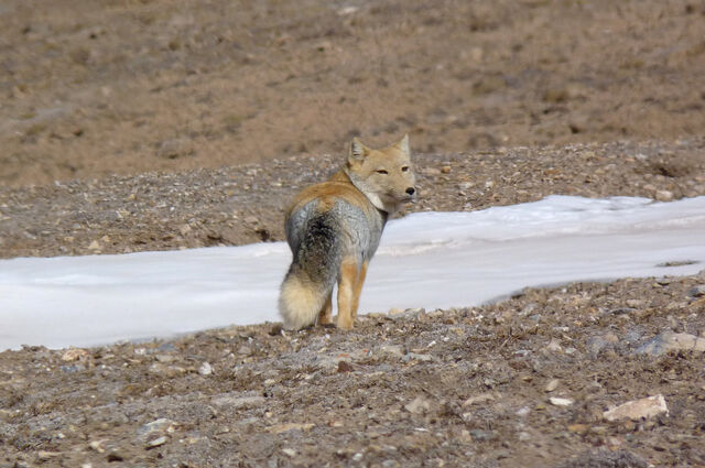 File:Tibetanfox.jpg