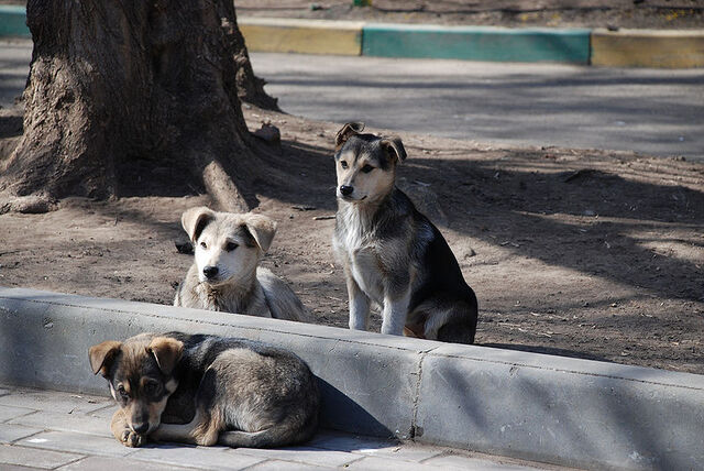 File:Moscowstrays.jpg