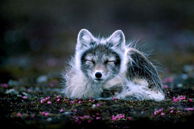 File:Slavfox.jpg