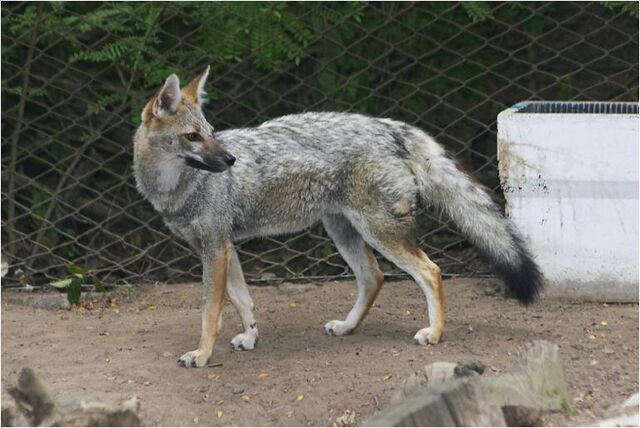 File:Caninefreeusepampasfox.jpg