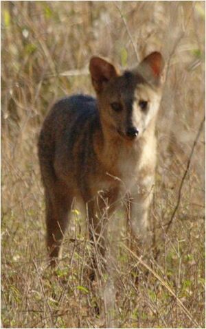 File:Caninefreeusecrabeatingfox.jpg