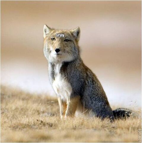 File:Tibfox.jpg