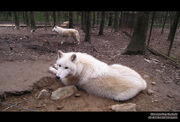 Hudson Bay Wolf by Ela chan7