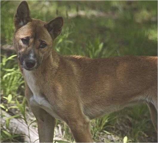 File:NewGuineaSingingDog.jpg