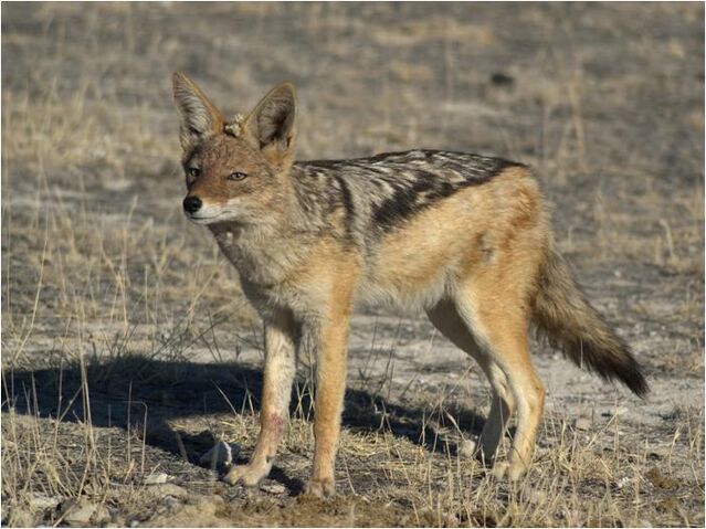 File:Caninefreeuseblackbackedjackal.jpg