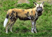 Caninefreeuseafricanwilddog