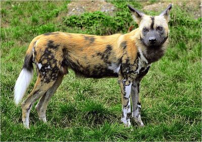 Caninefreeuseafricanwilddog