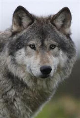 File:Wolfdog.jpg