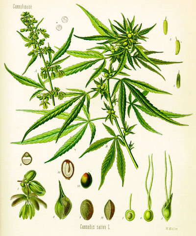 File:Cannabis sativa koehler drawing.jpg