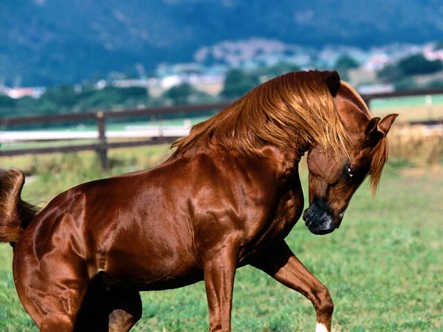 File:Arabian For Bonfire.jpg
