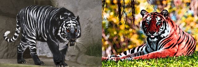 File:Shadowed Sabertiger & Blood Sabertiger.jpg