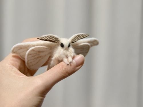 File:Harbian Silk Moth4.jpg