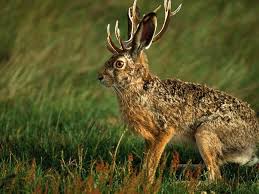 File:Jackalope.jpg
