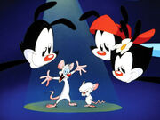 The Animaniacs