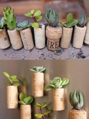 Файл:Plantas corcho.jpg