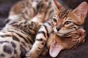 Котики.jpg
