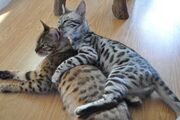Бенгальские кошки.jpg