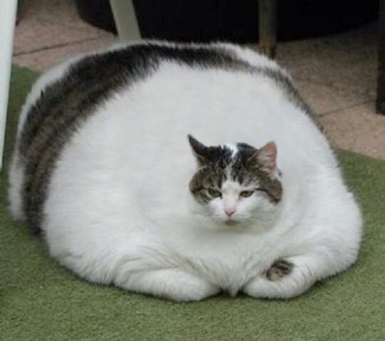 Файл:Большой смешной кот.jpeg