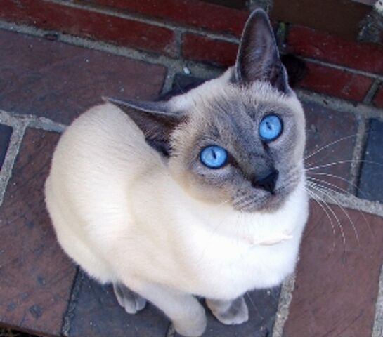 File:Siamese cat, Blue Point.jpg