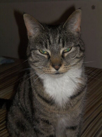 File:Ziggywarhol.jpg
