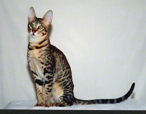 File:Serengetimalecat.jpg