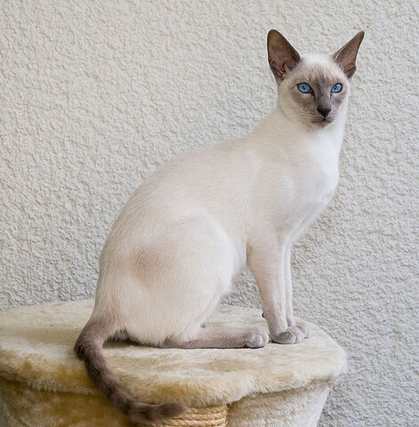 File:Siam lilacpoint.jpg