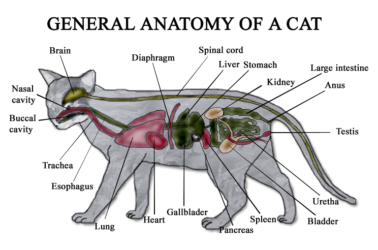 Image - Cat anatomy diagram.png | Cats Wiki | FANDOM powered by Wikia