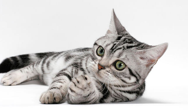 File:American-shorthair-cat-images-4.jpg