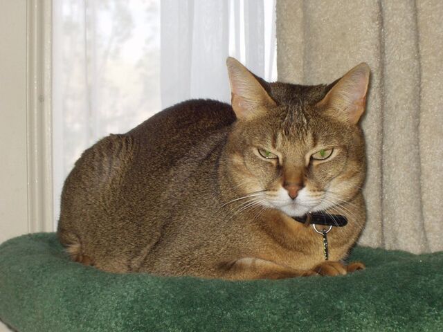 File:Chausiecatexample.jpg