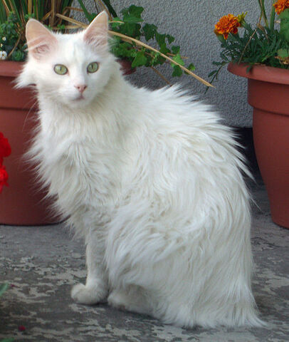 File:Angora.jpg