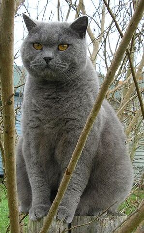 File:Britishblue.jpg