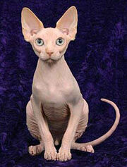 Sphynx