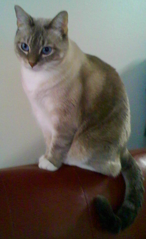 File:SIlverTabby.png