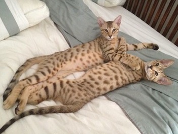 Chat Savannah F3 For Sale