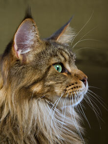 Maine-coon-tabby