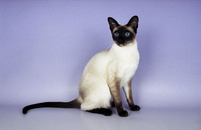 File:Siamese5.jpg