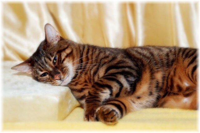 File:Toyger-4.jpg