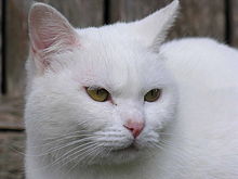File:220px-Cat Gato branco-1-.jpg