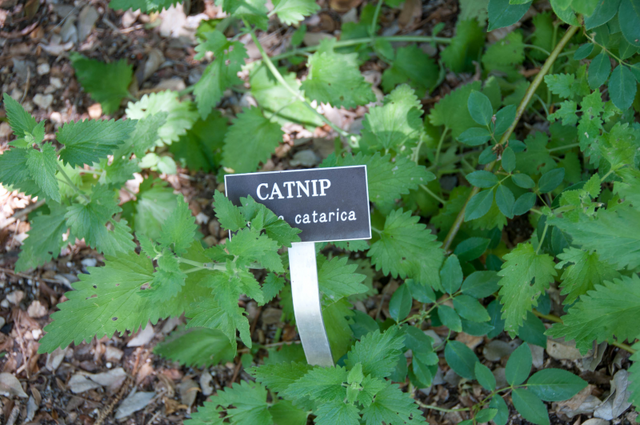 File:Nepeta cataria-catnip.png