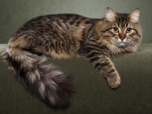 Siberian-cat9.jpg