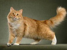 Siberian-cat1.jpg