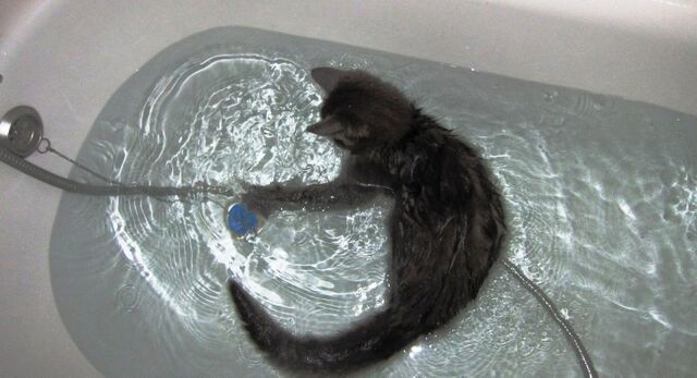 Файл:Wash-cats-7.jpg