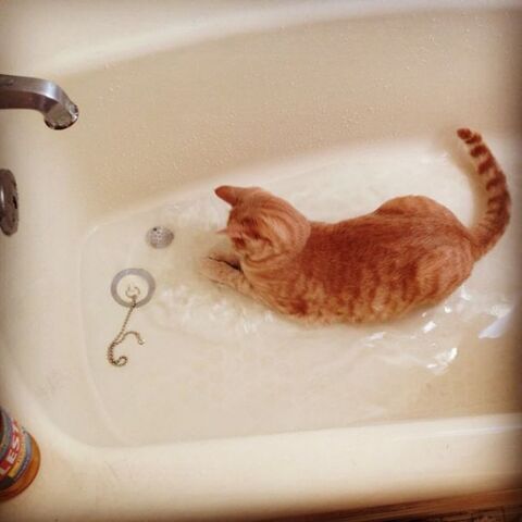 Файл:Wash-cats-5.jpg