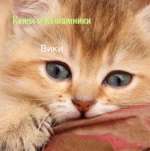Файл:Image-1439277846.jpg