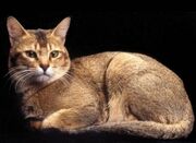 Gato ceilan.jpg